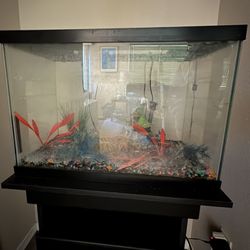 AQUEON 20 Gallon Rimless Rectangle Fish Tank