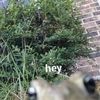 Anthony