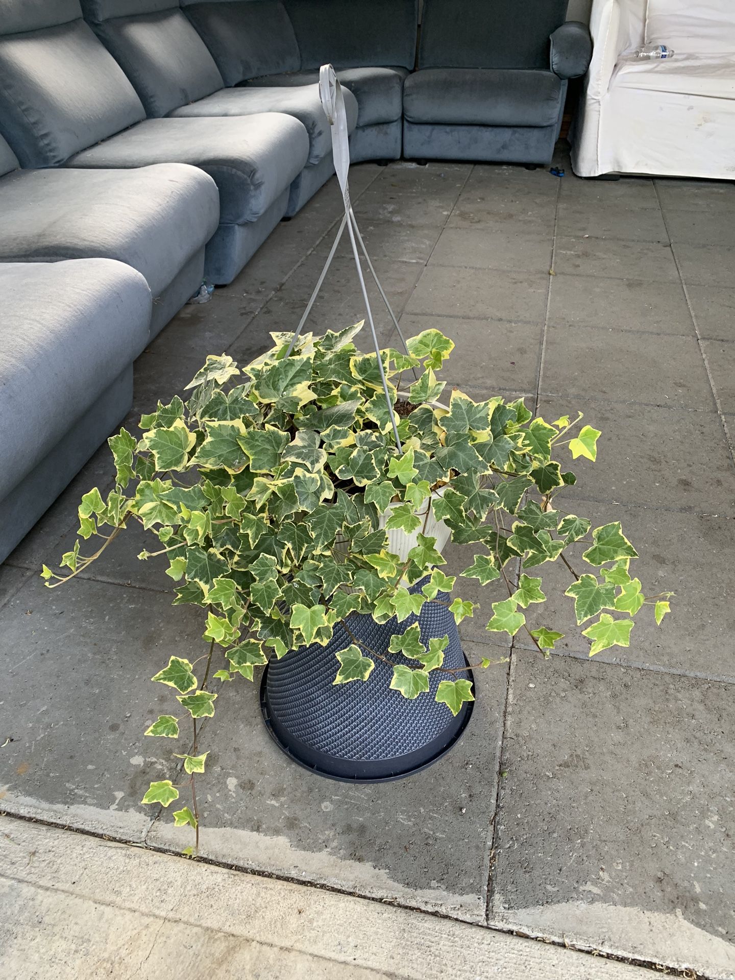 Outdoor Plant