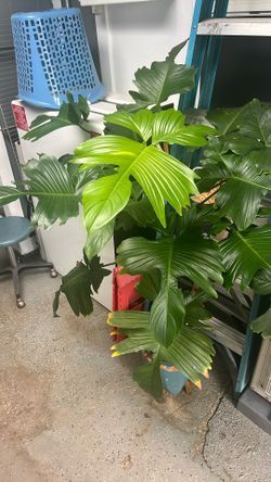 Philodendron