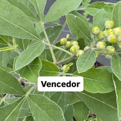 🌿 Plant: Vencedor