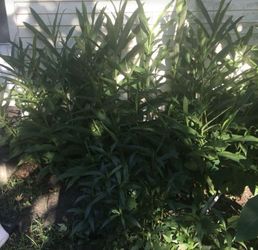 Butterfly Ginger Lillies (3)