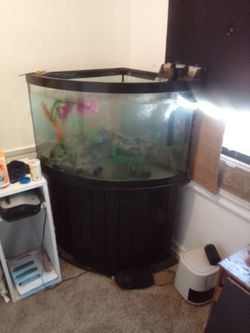 Large Corner Bow Front 55 gallon Aquarium with Stand