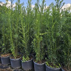 beautiful  podocarpus  staring 4 feet tall Instant Privacy Hedge For Fence 