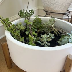 Beautiful Ceramic Planter And Succulents 