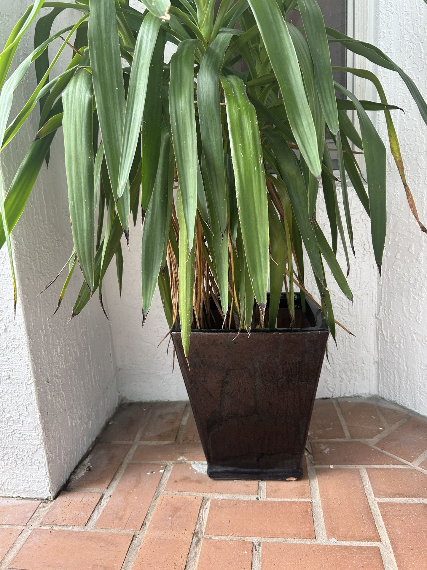 Plant With Pot 