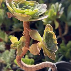 Succulents Plants 4”pot