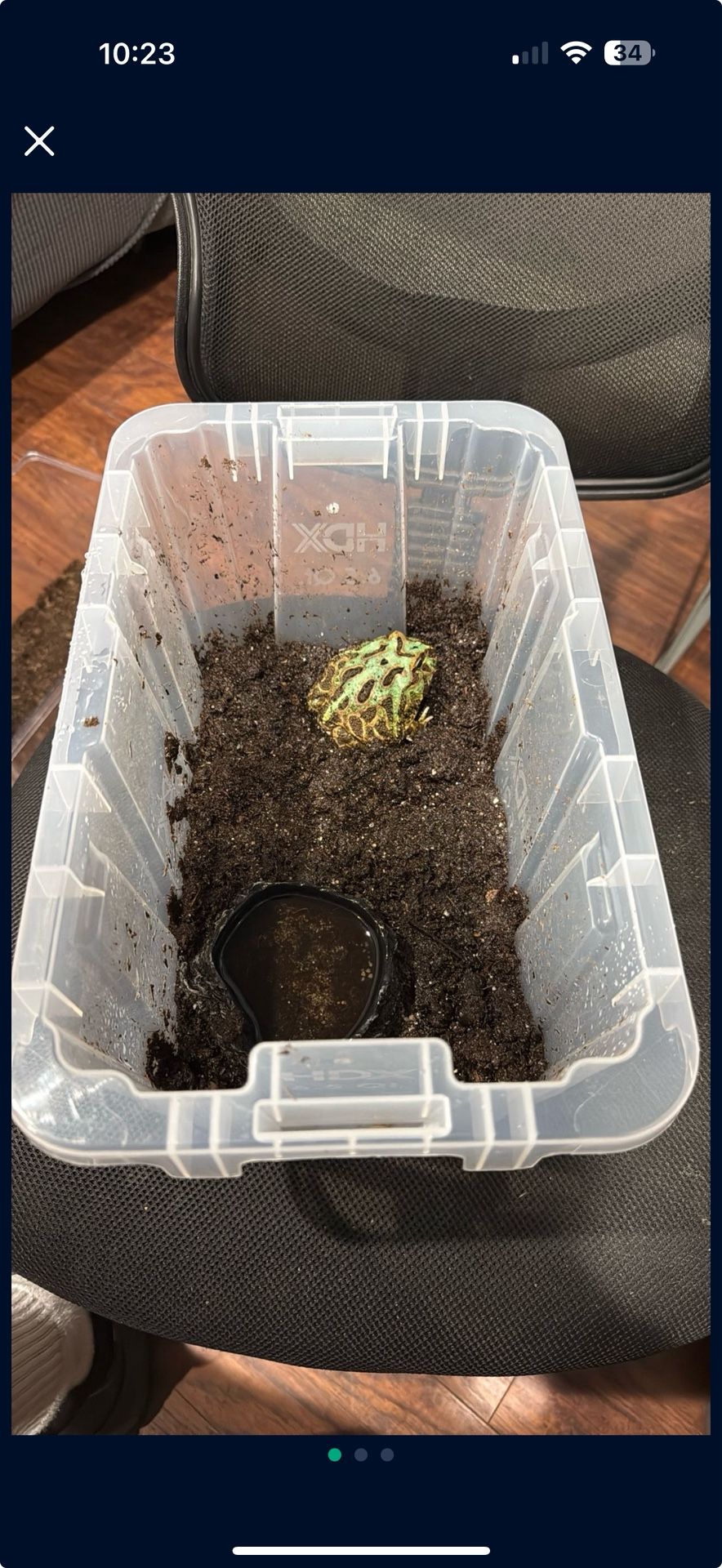 Small PAC-MAN Frog Enclosure 