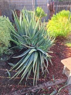 Free Aloe Vera Plants