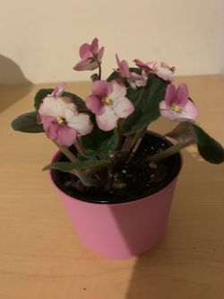 African white and pink violet live plant