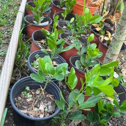 Texas Mountain Laurel