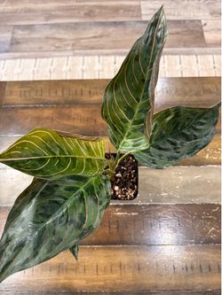 Aglaonema Red Army