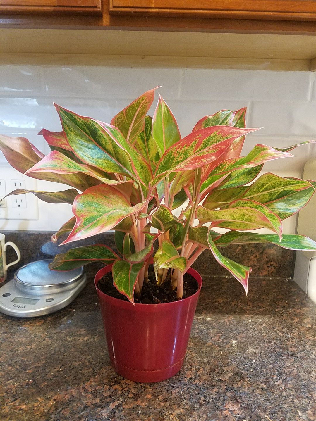 Indoor foliage plant variegated leaves green red