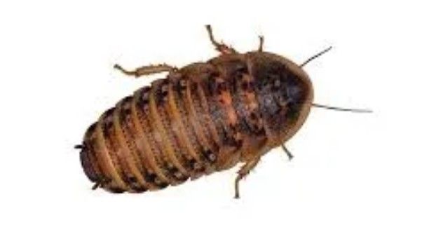 Dubia Roaches
