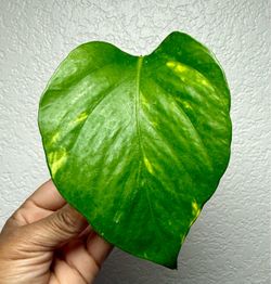 Golden Pothos Variegated Leaf Cuttin - $7
