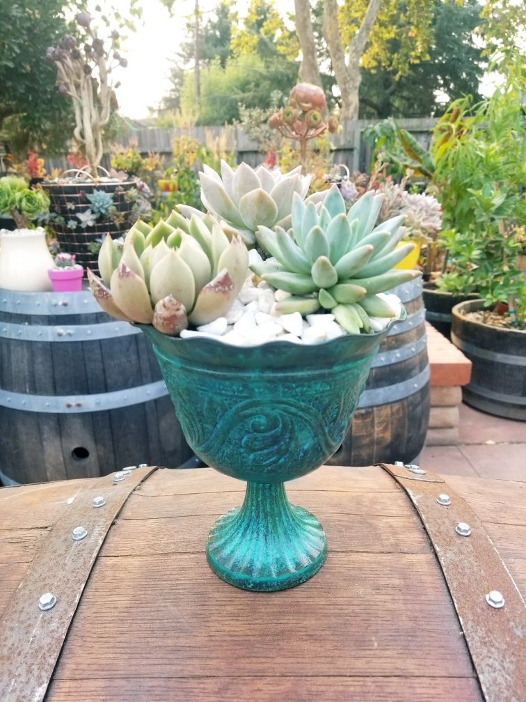 Succulent on a green metal vase
