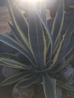 Maguey
