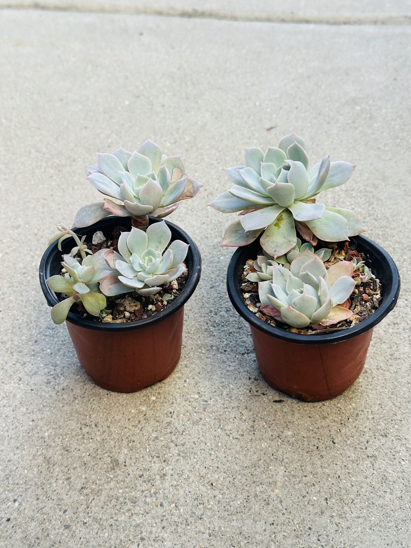 Succulents plants 🪴（2 for $5）