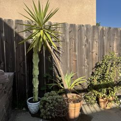 Large Yucca Plant & Agave in Pot – Low Maintenance