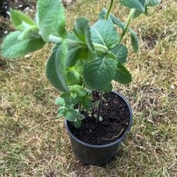 Apple Mint Great For Tea Or Great With Fruit 