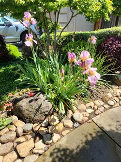 Purple Bearded Iris Plants Fans/bulbs