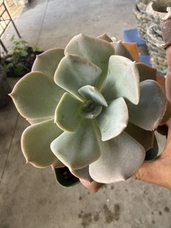 Echeveria Canadian Esculent 3 Dollars each Or 4 Per 10