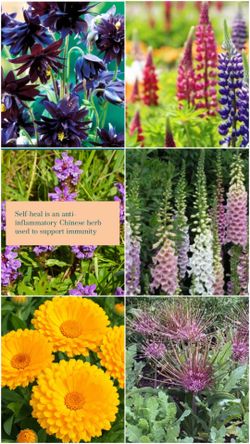 Huge dollar flower seed sale