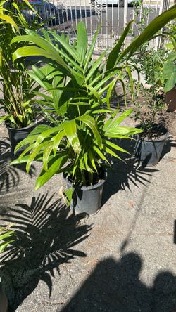Palm tree