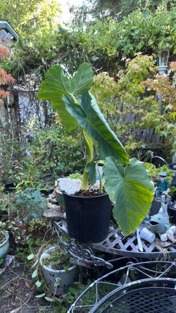 Big Elephant Ear