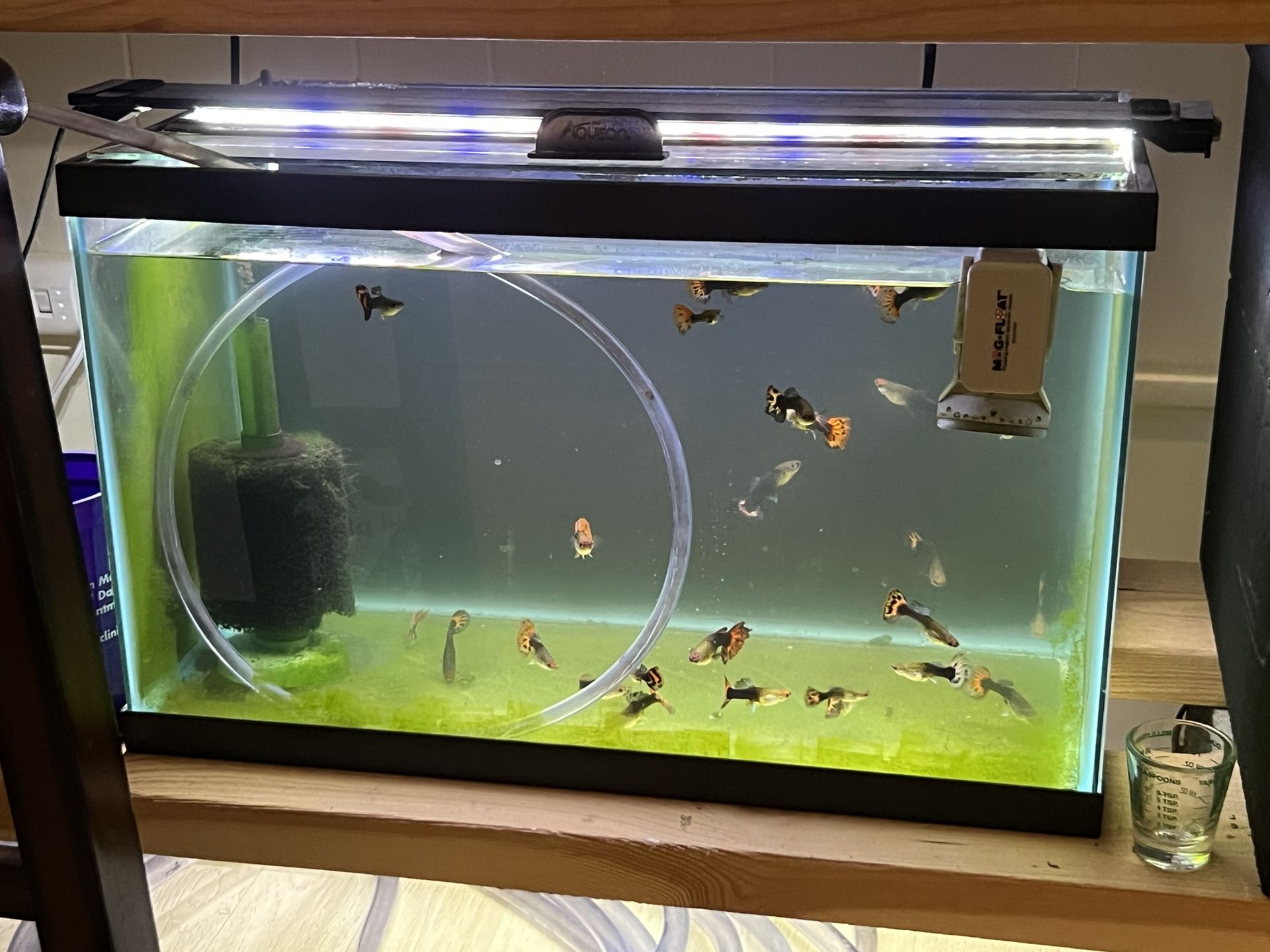 10 Gallon Tank