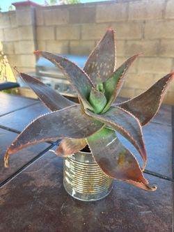 Aloe Vera