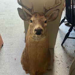 8 Point Deer Head 