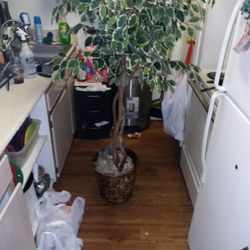 Artificial Ficus Plant