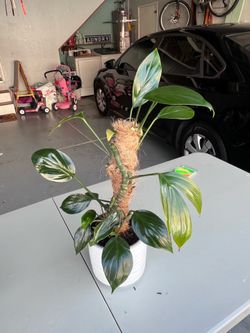 Rhaphidophora decursiva (Dragon Tail plant)