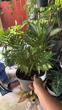 Neanthe Bella Palm