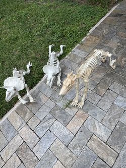 Halloween Skeletons