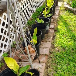 Variety Potted Plants