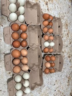 Fresh Farm Eggs Mixed Colors
