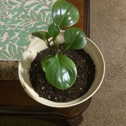 Indoor Plant Real With Pot