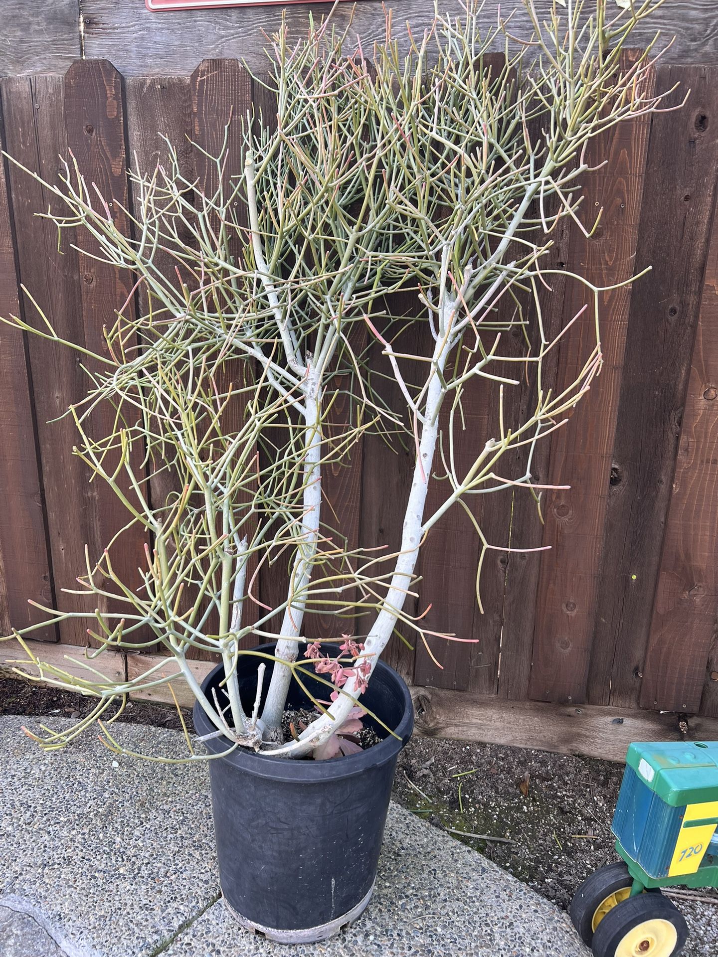 Pencil Stick Succulent, It’s About 6 Years Old Over 5ft Tall