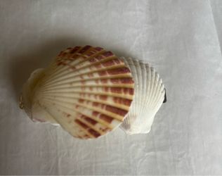 Ready to gift: shell hair clips- handmade