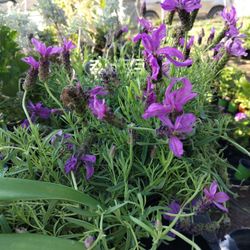 Lavanda Salvia Obelisco Vinca 