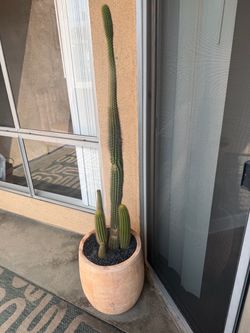 Large Trichocereus Golden Torch Cactus in Planter