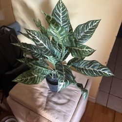 House Plant