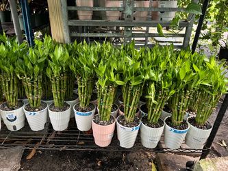 Lucky bamboo in 5”pot. SPECIAL PRICE 🤩