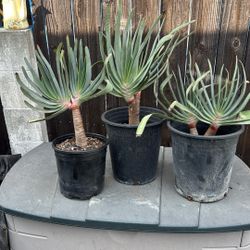 Aloe Vera Fan Plant 