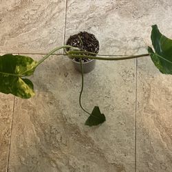 Variegated Burle Marx Philodendron 