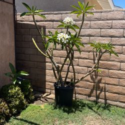 Plumeria Plant