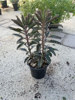 Mother of thousands plant