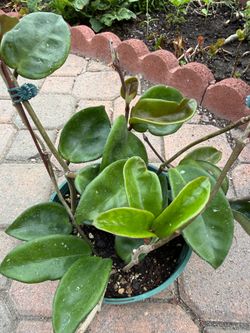 Chelsea hoya plant … beautiful pink flowers